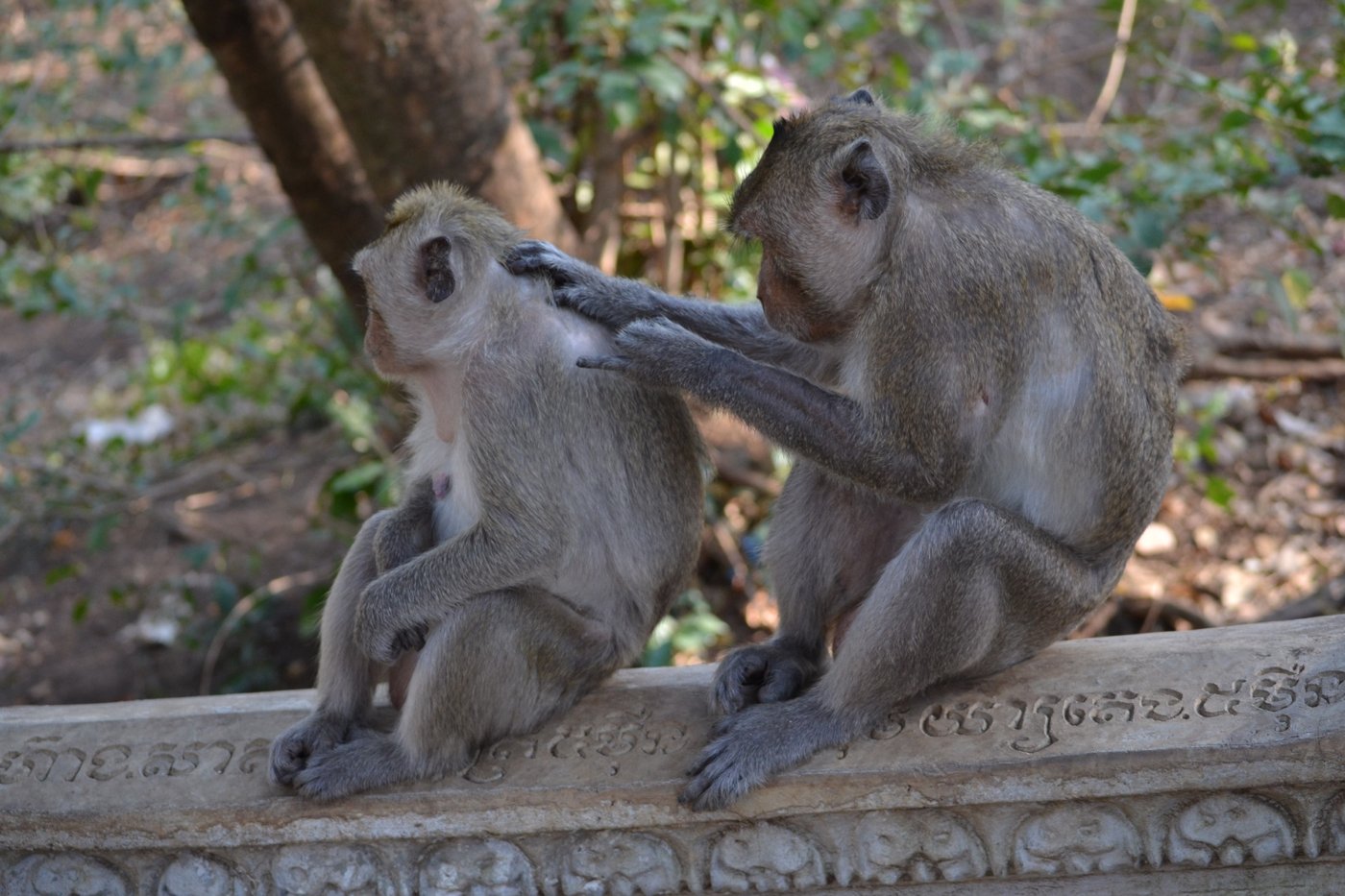 Two long-tailed macaques sit on a carved stone railing with Khmer script, one gently grooming the other